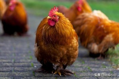 ​天下美食至川渝，土鸡味美久留香“重庆烧鸡公”忘不掉的舌尖记忆