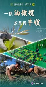 ​一颗油橄榄 万里同丰收