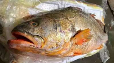 珠江口黄唇鱼的“怒吼”:肚子里的鱼鳔价值百万,却为此引火烧身