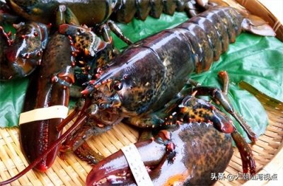 ​世界各地龙虾大全