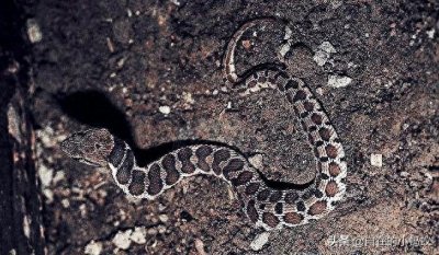 ​它本是无毒蛇，却因长相怪异被误会成剧毒蛇。网友：谁叫你会装