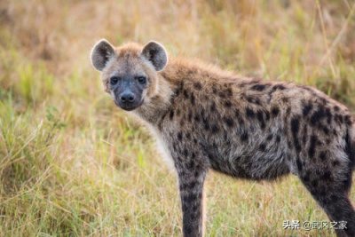 ​野生动物之鬣狗