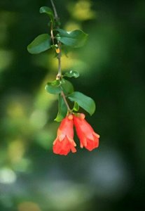 ​六月初夏的祝福问候| 八首石榴花古诗词祝福生活红红火火福瑞吉祥