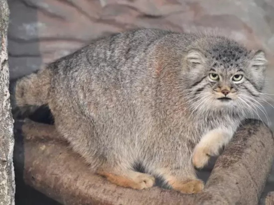 国内唯一圈养雄性兔狲，孙思邈被鸡肉卡喉身亡，意外还是人祸？