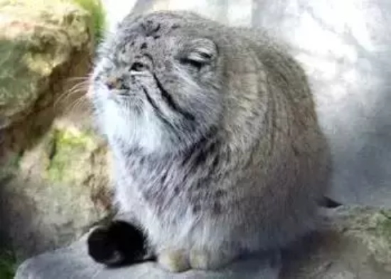 国内唯一圈养雄性兔狲，孙思邈被鸡肉卡喉身亡，意外还是人祸？