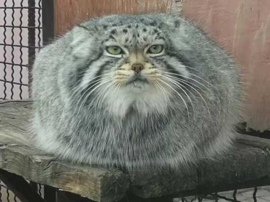 国内唯一圈养雄性兔狲，孙思邈被鸡肉卡喉身亡，意外还是人祸？