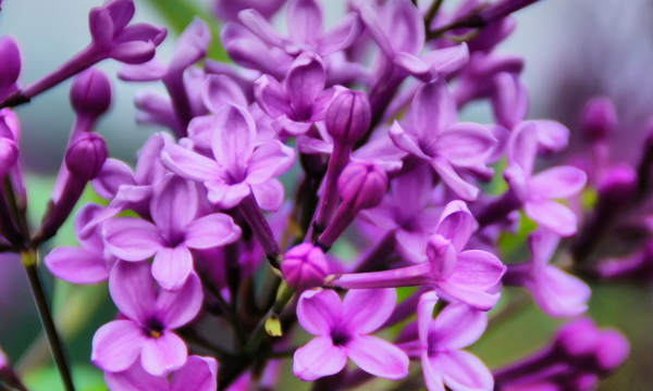 什么色的丁香花填词语,形容丁香花的词语图1