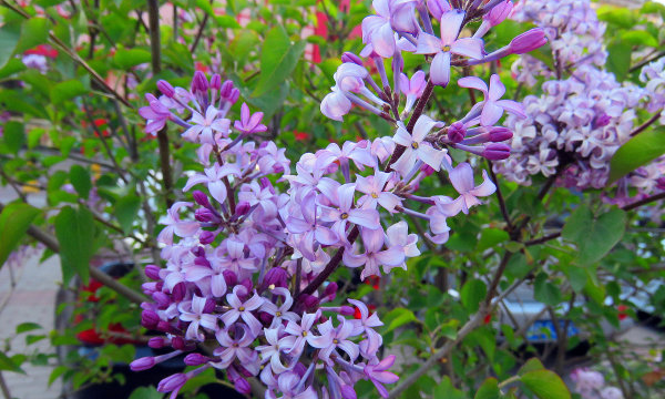 什么色的丁香花填词语,形容丁香花的词语图2