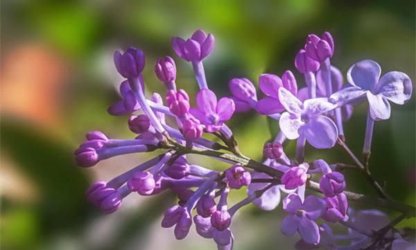 什么的丁香花填空颜色