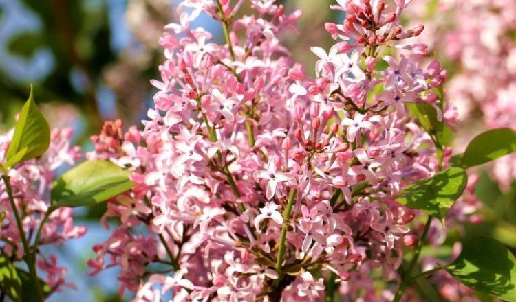 什么样的丁香花形容词颜色