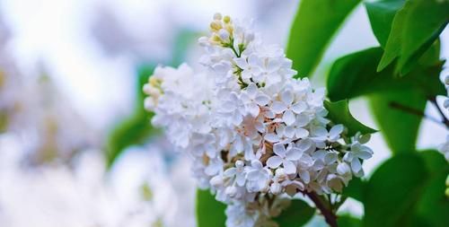 什么颜色的丁香花填空词语