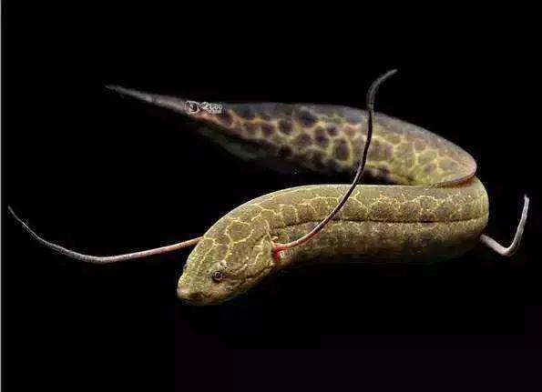 哪种鱼没有水还能活很久（不吃不喝睡3年仍能存活的鱼）(2)