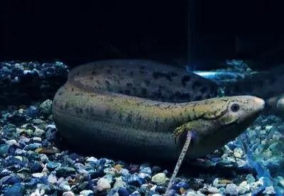 哪种鱼没有水还能活很久（不吃不喝睡3年仍能存活的鱼）(11)