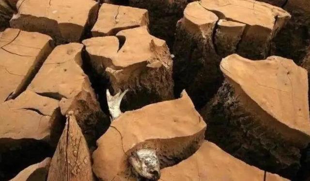 哪种鱼没有水还能活很久（不吃不喝睡3年仍能存活的鱼）(9)