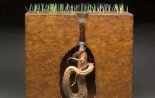 哪种鱼没有水还能活很久（不吃不喝睡3年仍能存活的鱼）(7)