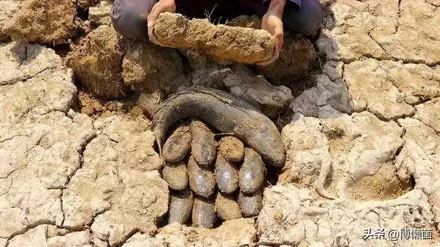 哪种鱼没有水还能活很久（不吃不喝睡3年仍能存活的鱼）(3)