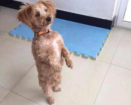 泰迪最怕什么手势(让泰迪恐惧的几种惩罚方式)(6)