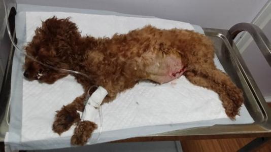 泰迪最怕什么手势(让泰迪恐惧的几种惩罚方式)(3)