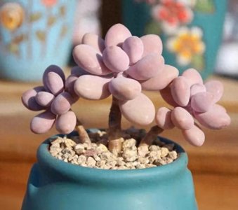 ​100种多肉，图名并茂，个个漂亮塞鲜花，看看你喜欢哪一款