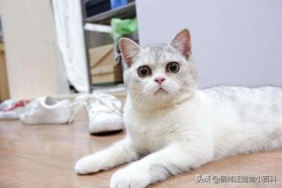 猫咪上厕所会弄脏屁屁毛?它会自己用这些物品擦干净的