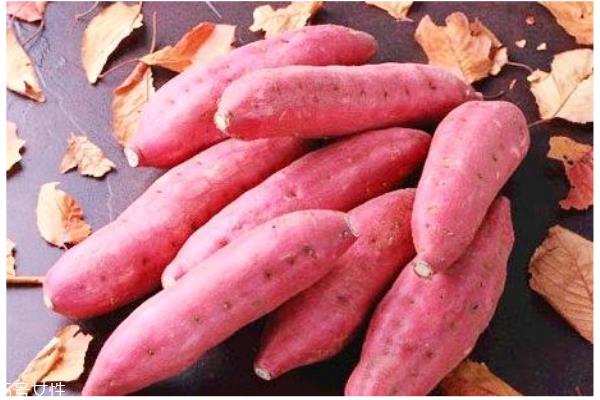 秋季养生薯类选择是王道 营养健康一级棒