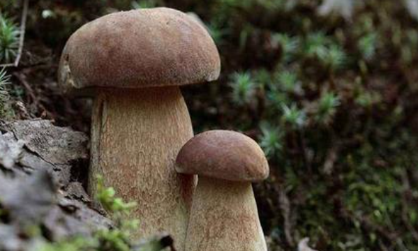 野生菌如何长时间保存,野生菌怎么长期保存 野生菌如何保存图3