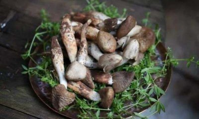 ​野生菌如何长时间保存,野生菌怎么长期保存 野生菌如何保存