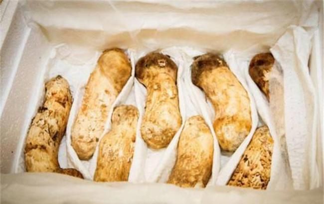 野生菌长期保存方法