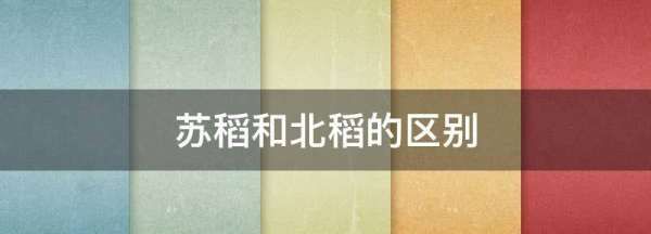 苏稻和北稻的区别,稻香村苏稻和北稻区别图1