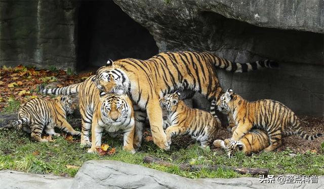 老虎体型多大(老虎作为百兽之王)(4)