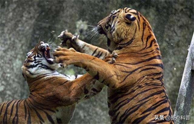 老虎体型多大(老虎作为百兽之王)(9)