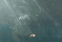 老虎体型多大(老虎作为百兽之王)(3)