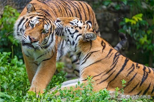 老虎体型多大(老虎作为百兽之王)(11)