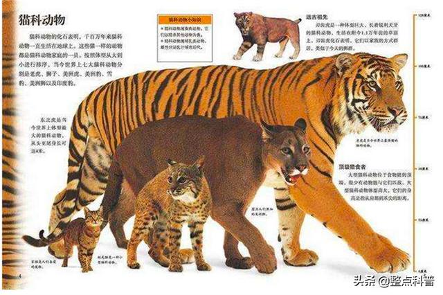 老虎体型多大(老虎作为百兽之王)(7)