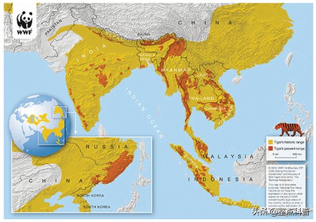 老虎体型多大(老虎作为百兽之王)(5)