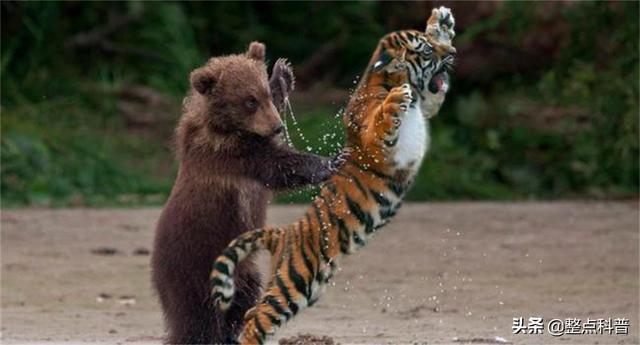 老虎体型多大(老虎作为百兽之王)(16)