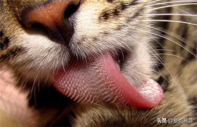 老虎体型多大(老虎作为百兽之王)(12)