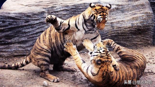 老虎体型多大(老虎作为百兽之王)(2)