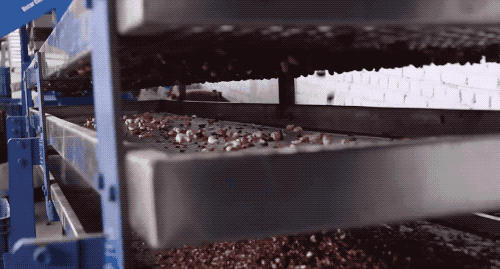 为什么我们买到的腰果都不带壳（终于知道买到的）(15)