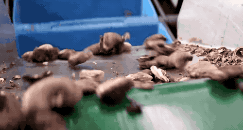 为什么我们买到的腰果都不带壳（终于知道买到的）(13)