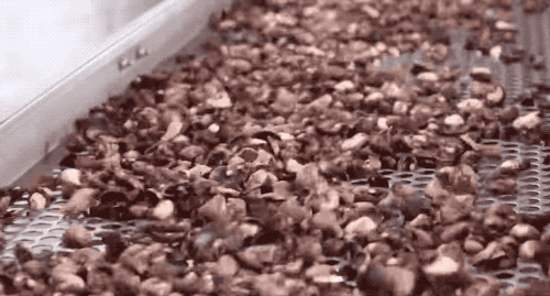 为什么我们买到的腰果都不带壳（终于知道买到的）(14)