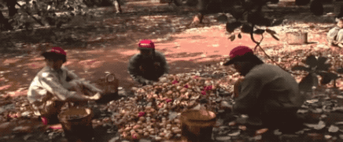 为什么我们买到的腰果都不带壳（终于知道买到的）(7)