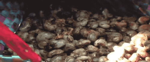 为什么我们买到的腰果都不带壳（终于知道买到的）(8)