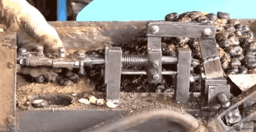 为什么我们买到的腰果都不带壳（终于知道买到的）(11)