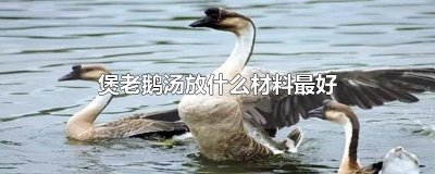 ​煲老鹅汤放什么材料最好