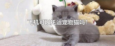​飞机可以托运宠物猫吗?