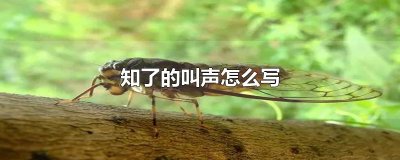 ​知了的叫声怎么写