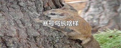 ​寒号鸟长啥样