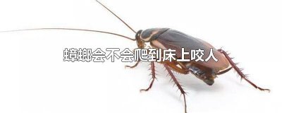 ​为什么蟑螂会爬到床上面 蟑螂为什么在床上爬
