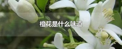 ​橙花是什么味道